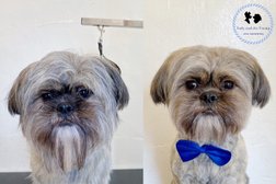 Lady and the Tramp - dog grooming Photo