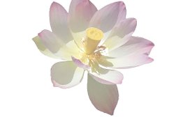 Lotus Therapeutics Ltd Photo