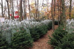 Northern Christmas Trees, Gosforth in Newcastle upon Tyne