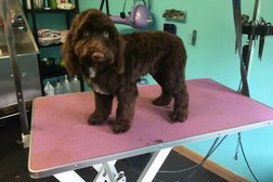 Sherbet Dog Grooming and Holiday Boarding in Middlesbrough