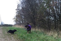 C&M pet services - Dog Walking & Home Boarding in Middlesbrough