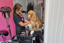 The Mutts Cuts Grooming Salon Swindon in Swindon