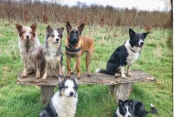 Bosker Dog Training Ltd in Luton