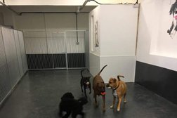 Doggy Day Care/Play Centre Photo