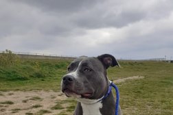 Wooffit dog walker in Southend-on-Sea