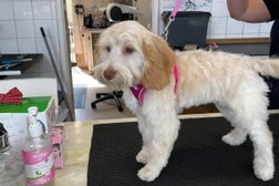 Scrufts Grooming Parlour Photo