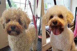 A.M.D. Dog Grooming in Sunderland