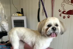 Sarah @ Doodles and poodles dog grooming Photo