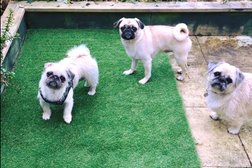 Top Dog Turf - Artificial Grass Designed For Dogs Photo