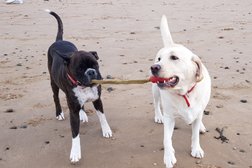 Alpha Pet Care - Dog Walking & Pet Sitting Services Blackpool Photo