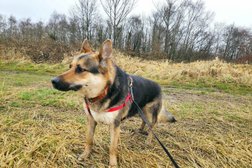 Buddy Up Dog Walking Services in Wigan