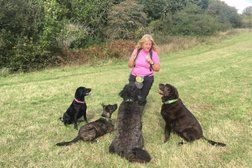 Aliés Waggy Tails Dog Walking Service in Plymouth