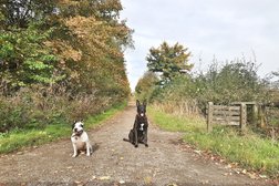 Recall Dog Training in Derby