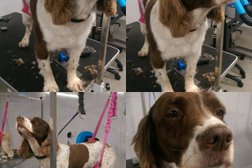 Hound of the Barbersville - Dog Grooming, Dog Pampering, Huntington, York in York