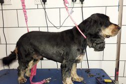 Wollaton Pet Grooming Services in Nottingham