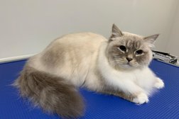 Purrs and Furr Cat Grooming Photo