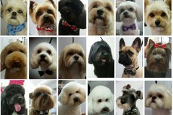 Pawfect Style Dog Grooming SPA in London
