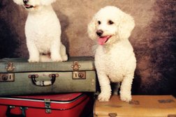Sweeney Dog, Pet Store & Dog Grooming Photo