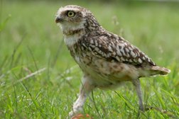 Imperial bird of prey academy in Basildon