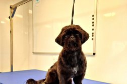 Smitten Pooches Dog Grooming Photo