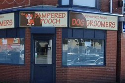 The pampered pooch in Kingston upon Hull