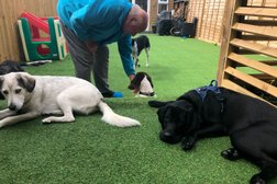 Buddys doggy day care in Northampton