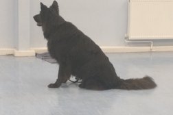 Sapphire Dog Training in Basildon