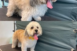 The Dog Saloon & Doggy Day Care Photo