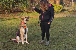 Wagtail Walks and Training at the Ipswich Dog Training Academy in Ipswich