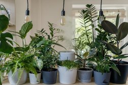Jungle up houseplants Photo