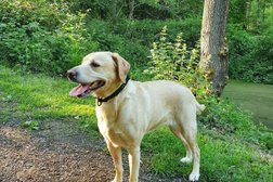 Happy Paws Dog Walking Services in London