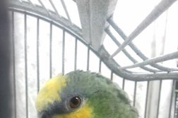 Bird Man Parrot Rescue Photo