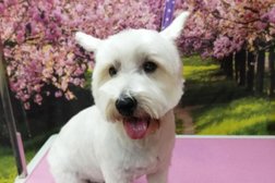 Puppy Love Grooming Parlour Photo