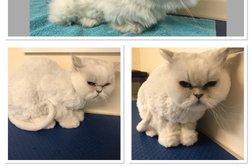 Purrfect Pets Cat & Small Animal Grooming Photo