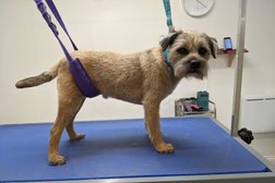 Clifton Dog Grooming Photo