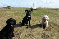 Gatsby and Poole - Dog Training and Behaviour in Leeds