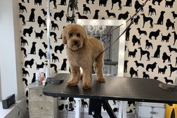 Cats and Dogs grooming Bournemouth Photo