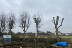 Stoke-on-trent Tree & Stump Removals/stoke-on-trent Tree Surgeon Photo