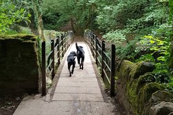 Cherringtonés Dog Walking Photo