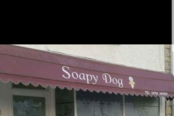Soapy Dog Photo