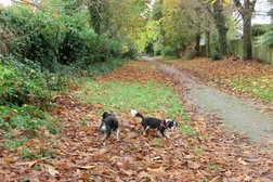 PAP Dog Walking and more in Crawley
