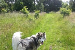 All Seasons Dog Walking and Pet Care in Stoke-on-Trent
