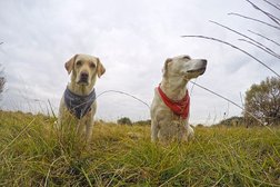 Take The Lead - Professional Dog Walking & Pet Services in Blackpool Photo