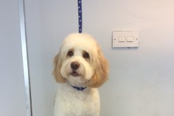 Dog About Town Grooming Salon Photo
