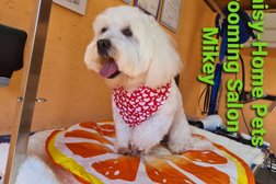 Daisy- Home Pets Grooming Salon Photo