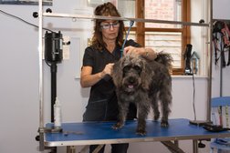 Debs Delighted Dogs - Dog Grooming Photo