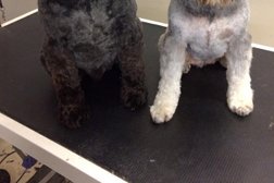 DogTails Grooming Photo