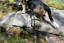 Radyr Dog Walking & Cat Care Photo