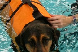 Essex Canine Hydrotherapy Photo