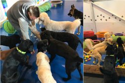 DogsZone - Dog Daycare Centre (Warrington) Photo